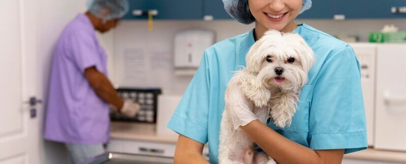 Meilleures Cliniques Vétérinaires à Paris. Gros plan sur un vétérinaire s'occupant d'un animal de compagnie